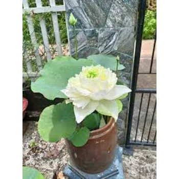 7a-lotus plant-9329120-29969.webp